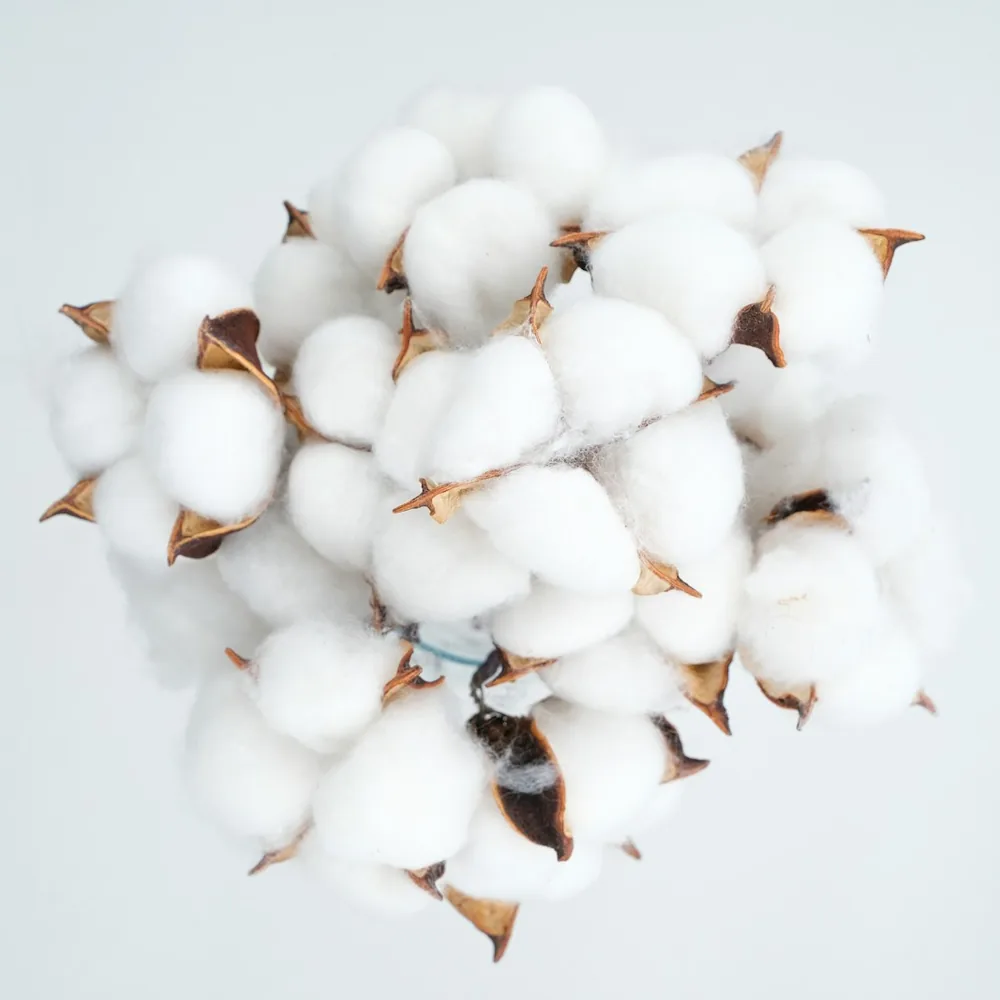 Open cotton bolls